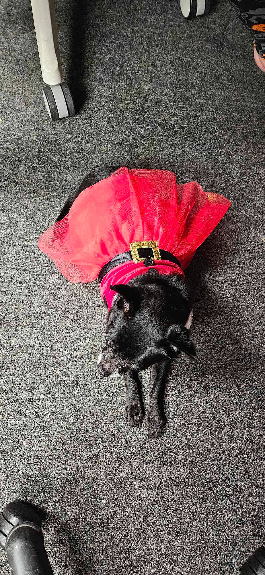 Hazel joined the competition — help win amazing prizes! asphalt, canidae, carmine, carnivore, companion_dog, dog, dog_breed, dog_supply, fashion_accessory, fur, grass, grey, road_surface, shadow, snout, sporting_group, tail, tar, tints_and_shades, working_animal