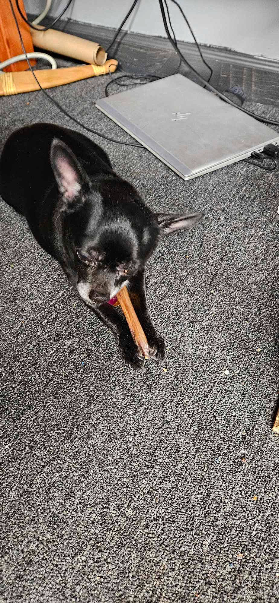 Hazel is registered to the contest to win money with this photo: asphalt, canidae, carnivore, companion_dog, corgi_chihuahua, dog, dog_breed, flooring, fur, grey, guard_dog, paw, road_surface, sporting_group, tail, tar, terrestrial_animal, toy_dog, whiskers, working_animal