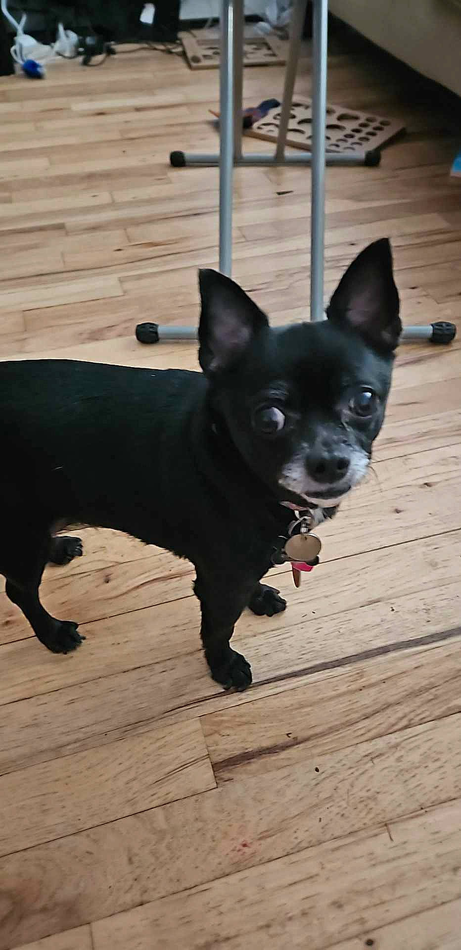 Hazel is registered to the contest to win money with this photo: canidae, carmine, carnivore, companion_dog, dog, dog_breed, dog_collar, dog_supply, fawn, flooring, hardwood, non_sporting_group, snout, sporting_group, terrestrial_animal, toy_dog, vertebrate, whiskers, wood, working_animal