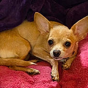 Felicia joined the competition — help win amazing prizes! dog, chihuahua, small_dog, tan_dog, pet, animal, ears, blanket, pink_blanket, purple_blanket, cozy, cute, curled_up, resting, indoor, fur, nail, collar, snout, paw