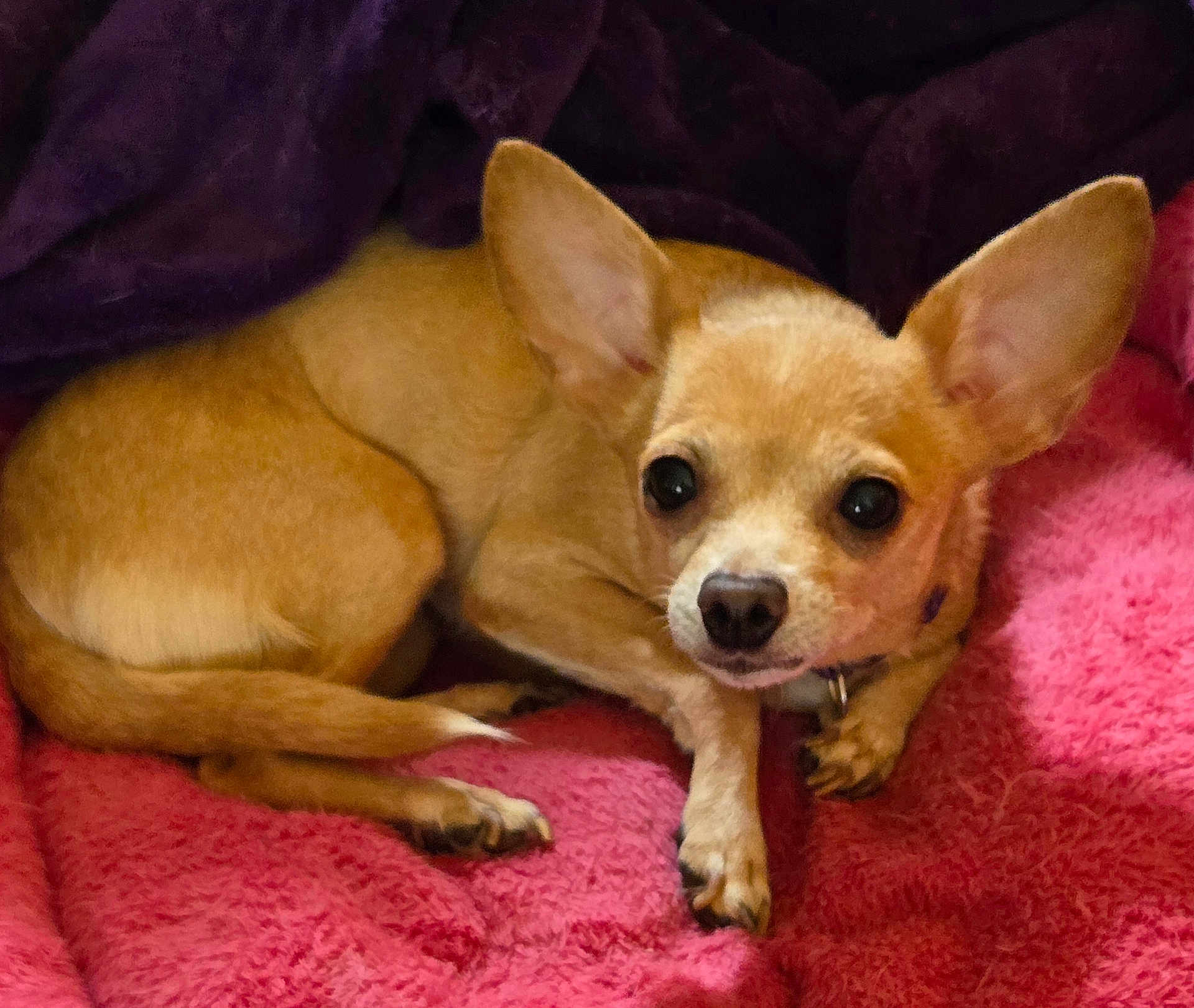 Felicia joined the competition — help win amazing prizes! dog, chihuahua, small_dog, tan_dog, pet, animal, ears, blanket, pink_blanket, purple_blanket, cozy, cute, curled_up, resting, indoor, fur, nail, collar, snout, paw