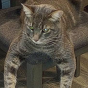 Buddy is registered to the contest to win money with this photo: cat, tabby_cat, animal, pet, feline, chair, wood_floor, relaxed, indoor, fur, whiskers, paws, domestic_animal, resting, cute, mammal, tabby_pattern, legs, home, furniture