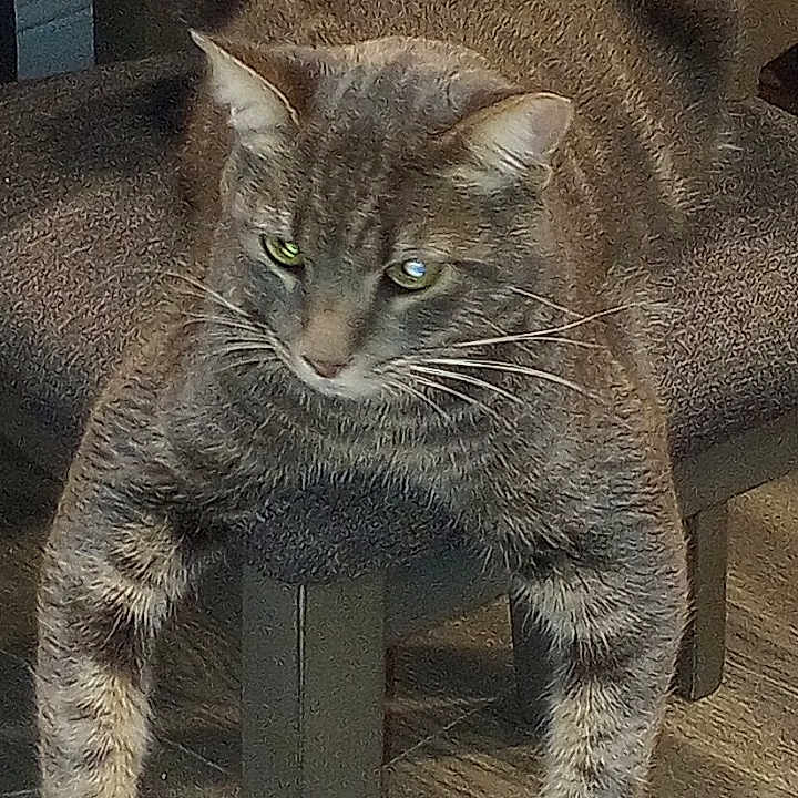 Buddy is registered to the contest to win money with this photo: animal, cat, chair, cute, domestic_animal, feline, fur, furniture, home, indoor, legs, mammal, paws, pet, relaxed, resting, tabby_cat, tabby_pattern, whiskers, wood_floor