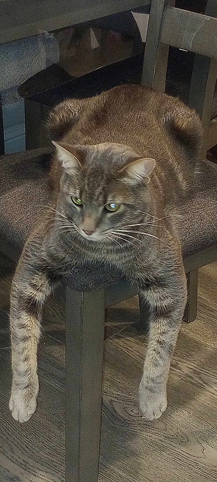 Buddy is registered to the contest to win money with this photo: cat, tabby_cat, animal, pet, feline, chair, wood_floor, relaxed, indoor, fur, whiskers, paws, domestic_animal, resting, cute, mammal, tabby_pattern, legs, home, furniture