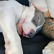 Tyson is registered to the contest to win money with this photo: dog, sleeping, tongue_out, white_fur, gray_patch, tattooed_arm, close_up, resting, cozy, blanket, paw, cute, relaxed, indoors, pet, animal, snout, napping, fur_texture, companion
