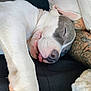 dog, sleeping, tongue_out, white_fur, gray_patch, tattooed_arm, close_up, resting, cozy, blanket, paw, cute, relaxed, indoors, pet, animal, snout, napping, fur_texture, companion