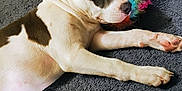 Tyson is registered to the contest to win money with this photo: puppy, dog, blue_eyes, carpet, toy, colorful, fluffy, lying_down, indoor, pet, cute, ears, curious, young_dog, animal, playful, white_and_brown, close_up, pet_toy, floor