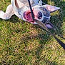 Tyson joined the competition — help win amazing prizes! dog, puppy, grass, playful, leash, outdoor, pet, happy, canine, animal, mouth_open, ears_up, tongue, chewing, summer, sunlight, nature, cute, fun, lying_down