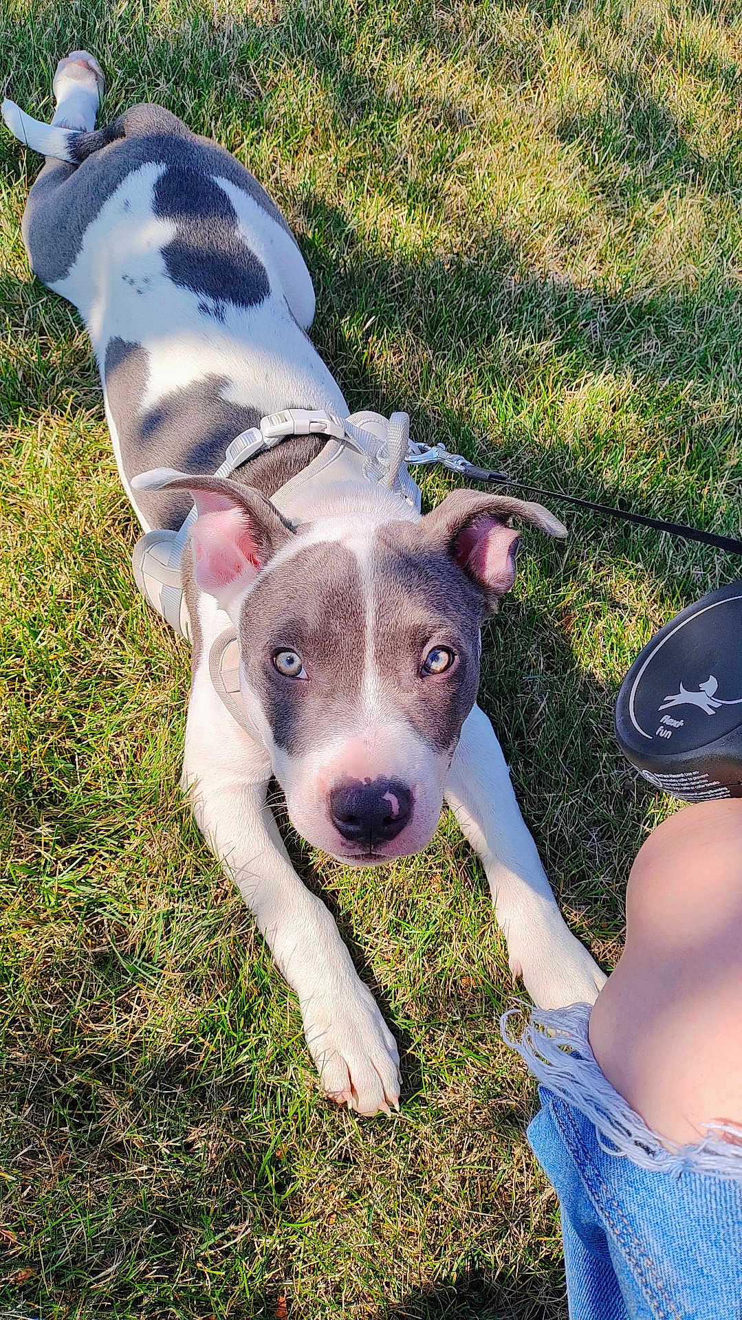 Tyson is registered to the contest to win money with this photo: puppy, dog, grass, outdoor, leash, harness, pet, animal, cute, young_dog, white_and_gray, paw, face, ears, eyes, curious, person, knee, denim, summer