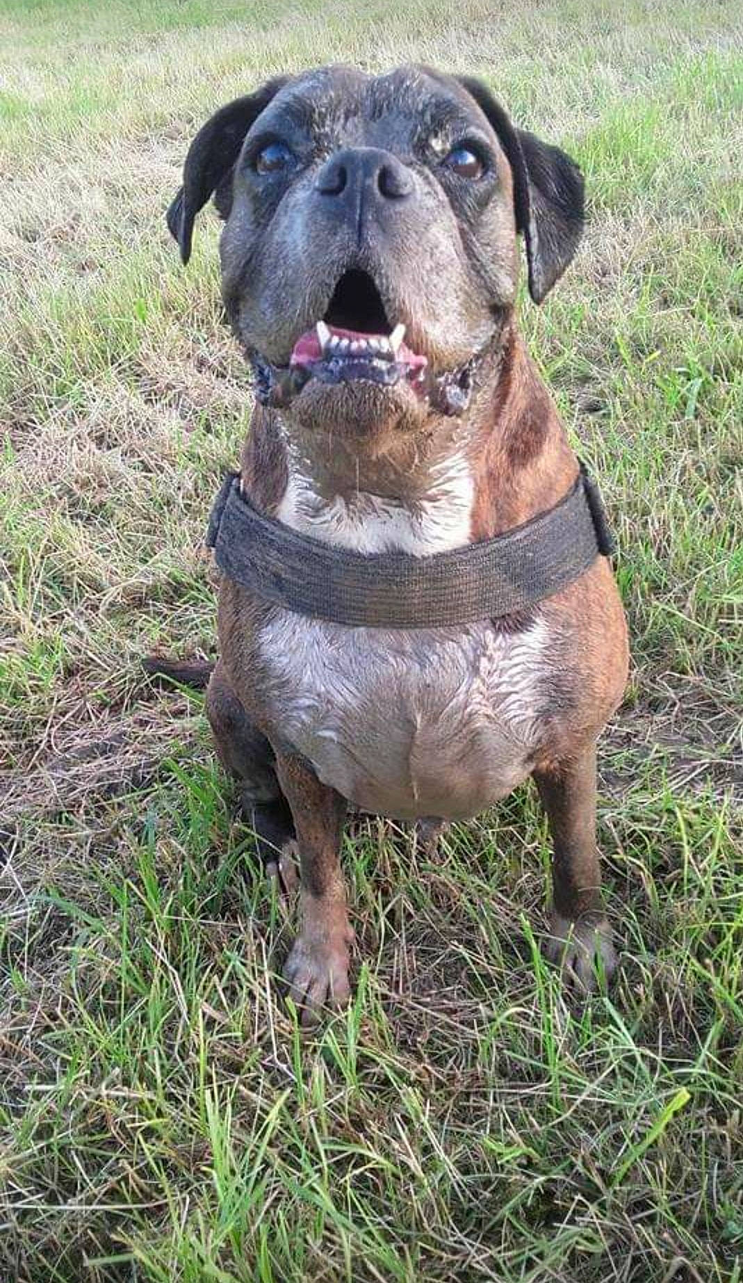 Dolly a rejoint le concours — aidez-le/la à gagner de superbes lots ! canidae, carnivore, collar, companion_dog, dog, dog_breed, dog_collar, fawn, grass, gun_dog, liver, molosser, non_sporting_group, snout, sporting_group, terrestrial_animal, whiskers, working_animal, working_dog, wrinkle