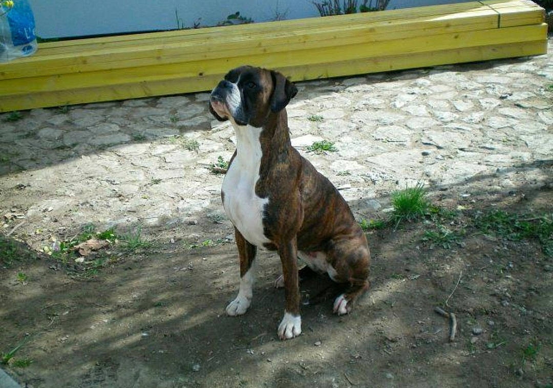 Dolly