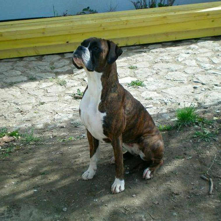 Dolly