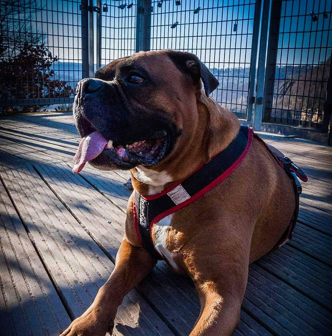 Haiko participe au concours pour gagner de l'argent avec cette photo : boxer, carnivore, collar, companion_dog, dog, dog_breed, dog_collar, dog_supply, fawn, fence, liver, non_sporting_group, pet_supply, plant, sky, snout, sporting_group, window, working_animal, working_dog