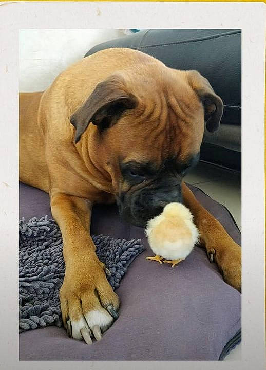 Haiko participe au concours pour gagner de l'argent avec cette photo : canidae, carnivore, comfort, companion_dog, dog, dog_breed, fawn, flooring, fur, linens, paw, picture_frame, pug, puppy_love, rectangle, sporting_group, tail, toy_dog, working_animal, wrinkle
