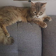 Nino participe au concours pour gagner de l'argent avec cette photo : animal, cat, couch, cozy, cute, domestic, feline, fluffy, fur, furniture, gray, home, indoor, mammal, paw, pet, relaxed, resting, tail, whiskers