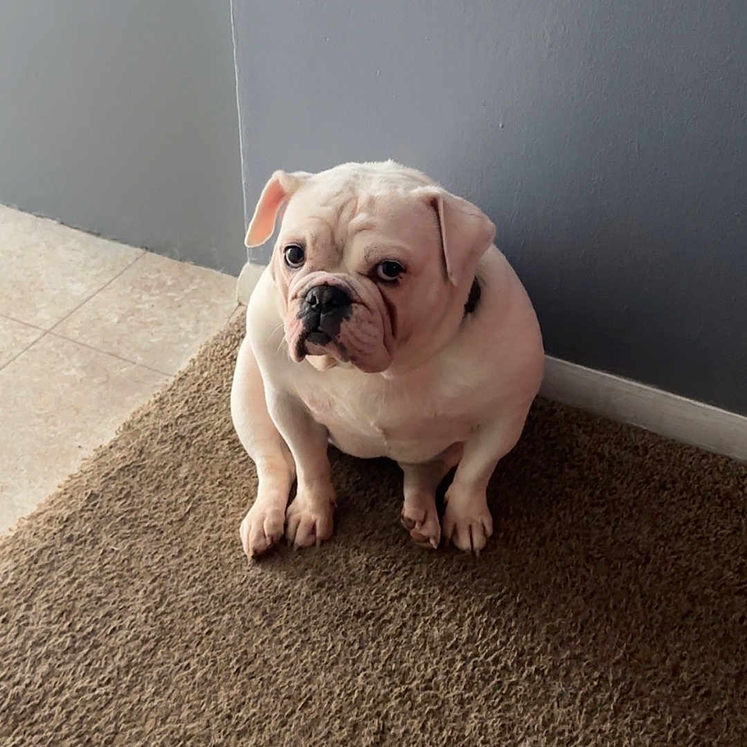 Bella