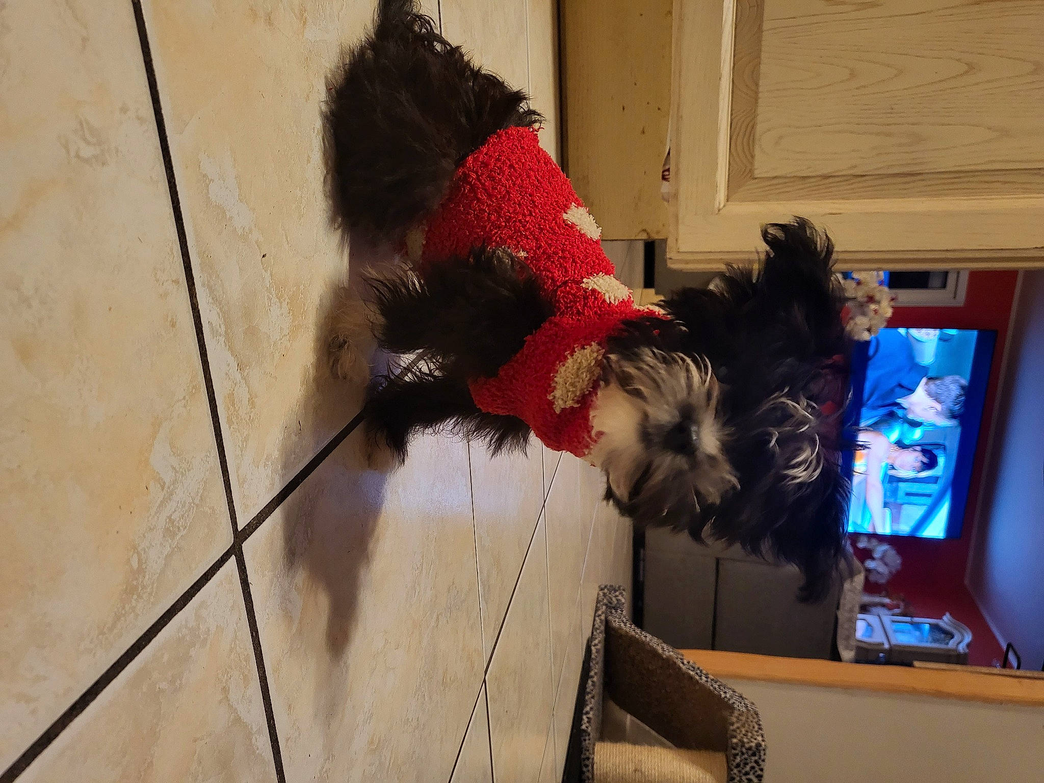 Daysi participe au concours pour gagner de l'argent avec cette photo : canidae, child, companion_dog, display_device, dog_breed, flooring, fun, fur, livestock, phasianidae, poultry, room, sporting_group, tail, television, television_set, tree, visual_arts, window