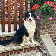 Roxy a rejoint le concours — aidez-le/la à gagner de superbes lots ! dog, animal, pet, sitting, steps, brick_wall, flowers, red_flowers, pink_flowers, outdoor, garden, happy, tongue_out, fur, canine, smiling, nature, wooden_fence, concrete, portrait