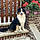 Roxy