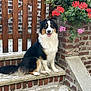 dog, animal, pet, sitting, steps, brick_wall, flowers, red_flowers, pink_flowers, outdoor, garden, happy, tongue_out, fur, canine, smiling, nature, wooden_fence, concrete, portrait