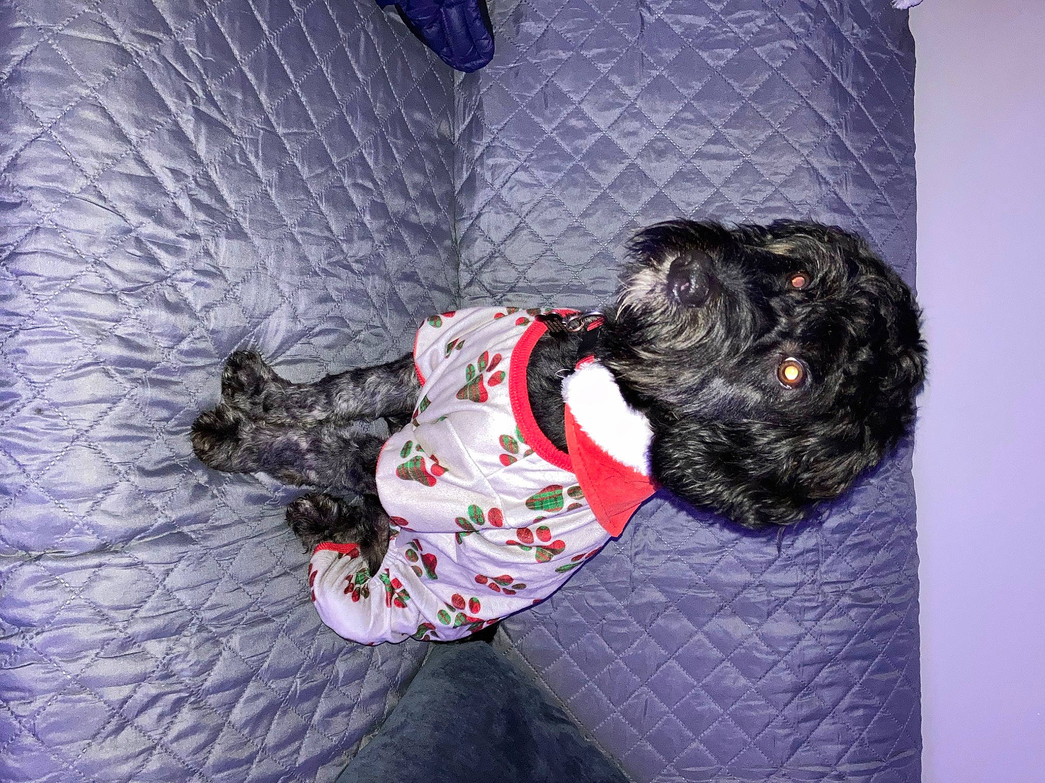 Bart joined the competition — help win amazing prizes! child, comfort, flooring, font, fun, fur, grey, magenta, pattern, sitting, sleeve, tree