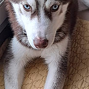 Prunelle participe au concours pour gagner de l'argent avec cette photo : dog, siberian_husky, puppy, blue_eyes, fur, pet, indoor, window, quilted_mat, lying_down, close_up, canine, animal, mammal, ears, whiskers, face, front_legs, nose, paw