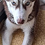 dog, siberian_husky, puppy, blue_eyes, fur, pet, indoor, window, quilted_mat, lying_down, close_up, canine, animal, mammal, ears, whiskers, face, front_legs, nose, paw