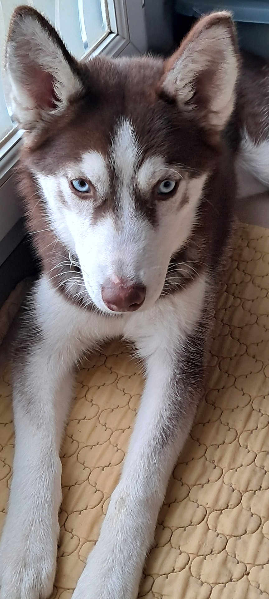 Prunelle participe au concours pour gagner de l'argent avec cette photo : dog, siberian_husky, puppy, blue_eyes, fur, pet, indoor, window, quilted_mat, lying_down, close_up, canine, animal, mammal, ears, whiskers, face, front_legs, nose, paw