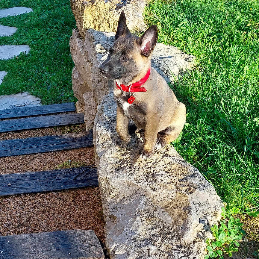 Abby a rejoint le concours — aidez-le/la à gagner de superbes lots ! animal, backyard, canine, dog, grass, nature, outdoors, park, path, pet, plant, pottedplant, puppy, rock, slate, soil, tree, vegetation, walkway, yard