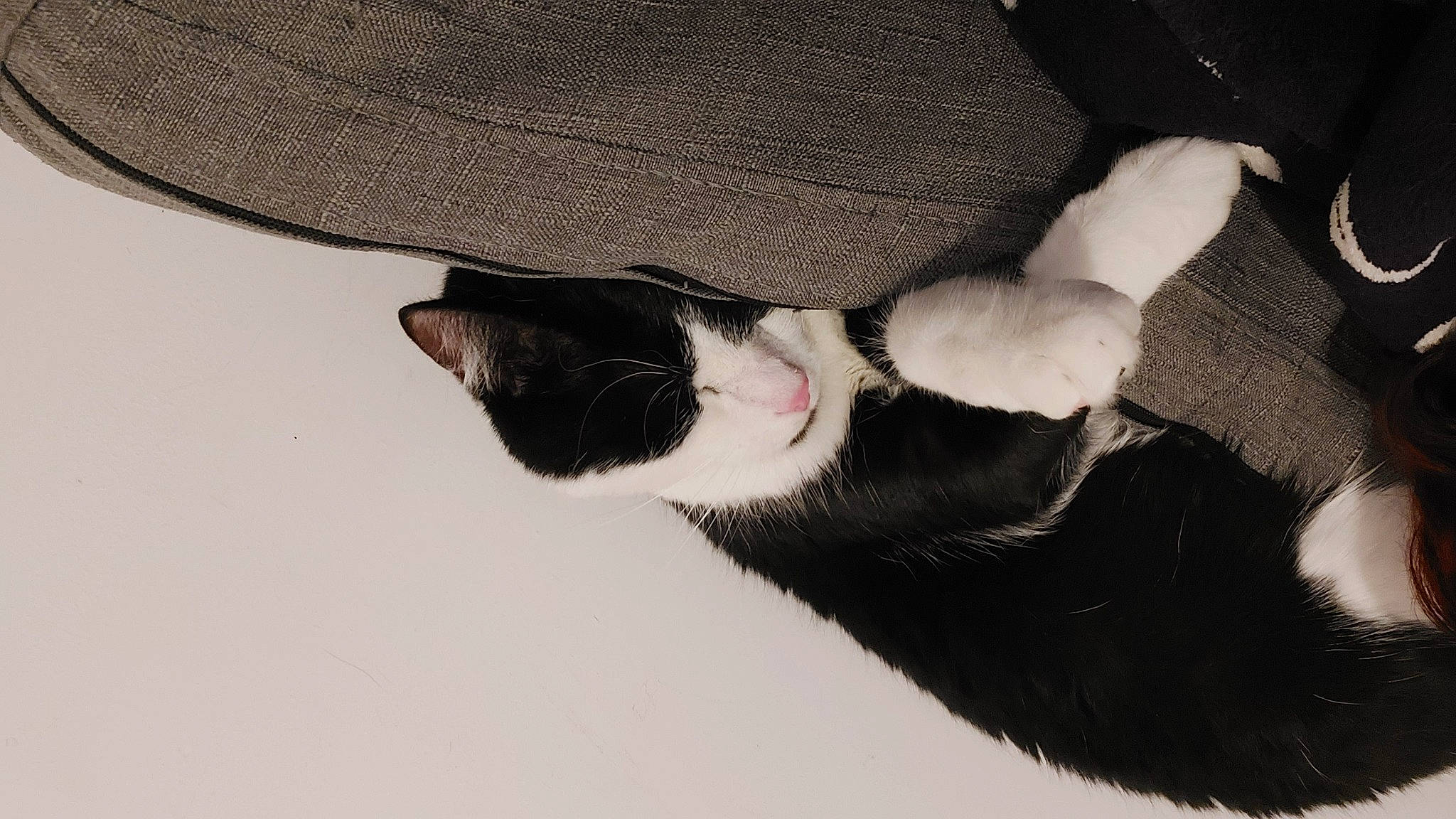 Rio a rejoint le concours — aidez-le/la à gagner de superbes lots ! carnivore, cat, claw, comfort, dog_breed, domestic_short_haired_cat, felidae, foot, fur, gesture, human_leg, leg, natural_material, paw, small_to_medium_sized_cats, snout, tail, terrestrial_animal, tints_and_shades, whiskers