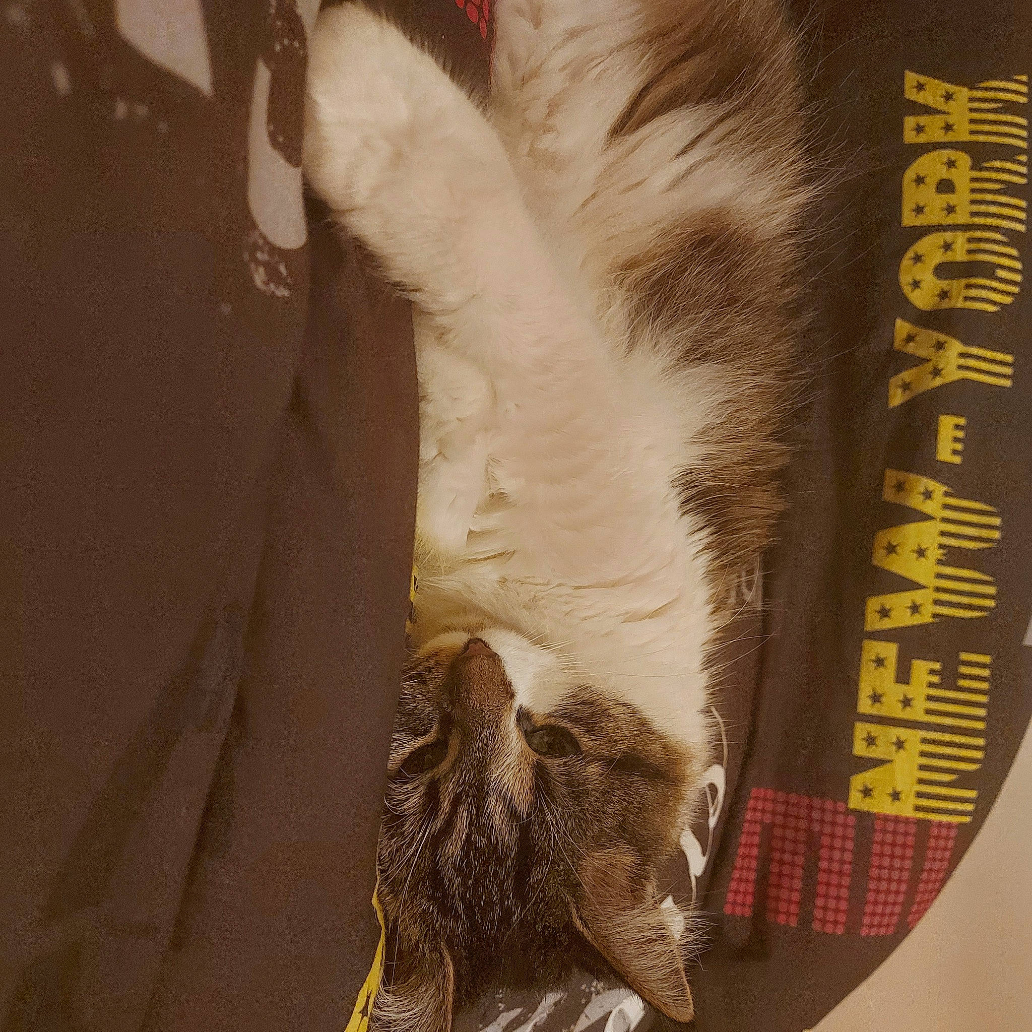 Bulma participe au concours pour gagner de l'argent avec cette photo : animal_product, art, brown, carnivore, cat, claw, feather, felidae, font, fur, paper, paw, publication, room, sleeve, small_to_medium_sized_cats, tail, textile, visual_arts, whiskers