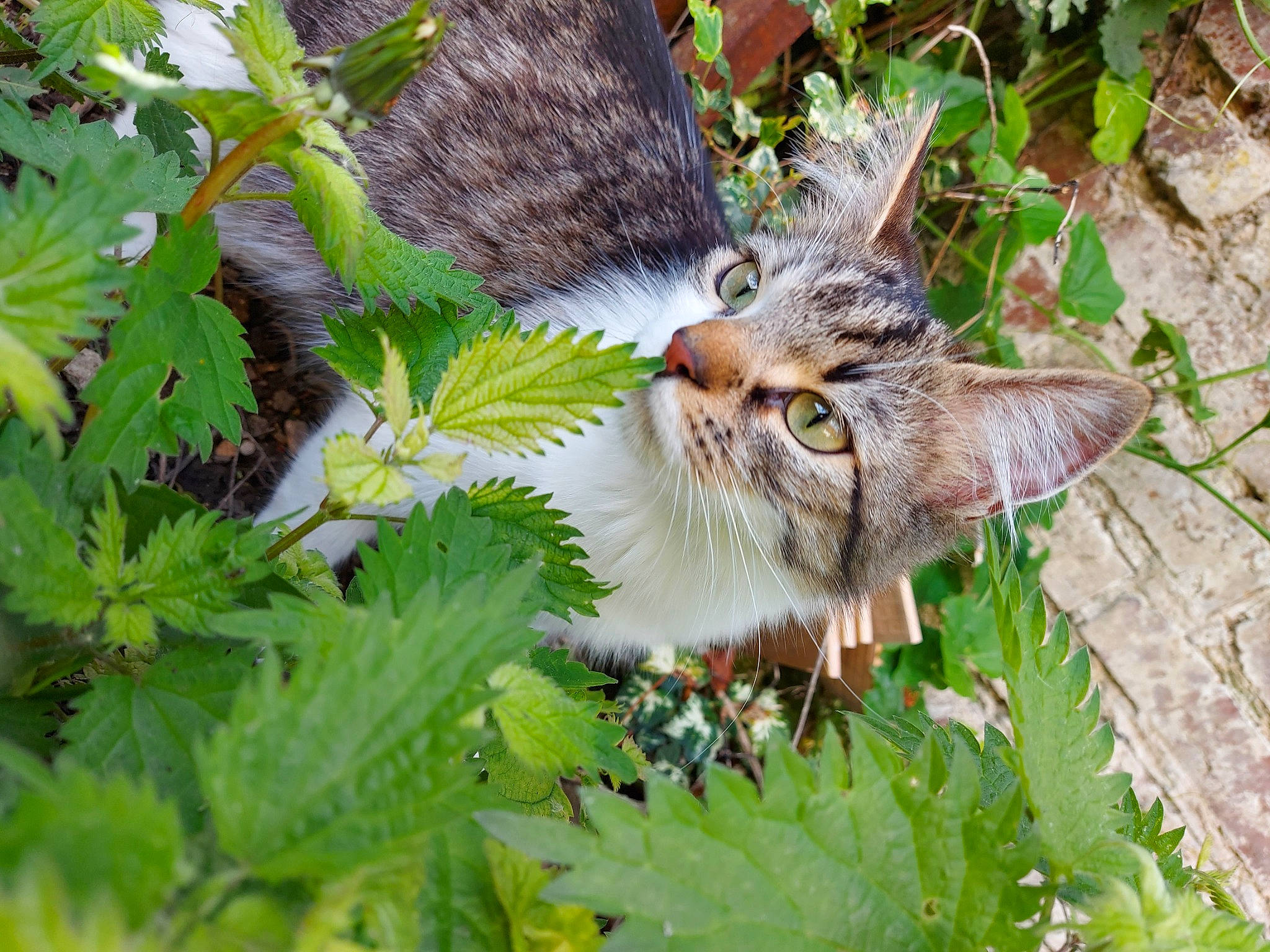 Bulma a rejoint le concours — aidez-le/la à gagner de superbes lots ! carnivore, cat, domestic_short_haired_cat, fawn, felidae, fur, grass, groundcover, herb, plant, shrub, small_to_medium_sized_cats, snout, tail, terrestrial_animal, terrestrial_plant, tree, twig, whiskers, wildlife