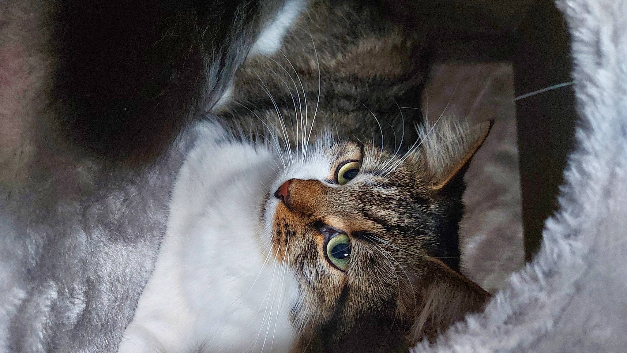 Bulma participe au concours pour gagner de l'argent avec cette photo : carnivore, cat, claw, domestic_short_haired_cat, ear, felidae, fur, grey, paw, small_to_medium_sized_cats, snout, tree, whiskers, wildlife, window, wood