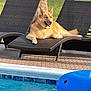 dog, lounge_chair, pool, inflatable, blue, water, outdoor, sunlight, relaxed, pet, canine, fence, grass, brick_wall, daytime, reclining, happy, summer, backyard, resting