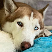 Mya joined the competition — help win amazing prizes! dog, husky, blue_eyes, close_up, resting, lying_down, pet, animal, fur, nose, ear, bed, blanket, indoor, portrait, cute, calm, soft, white, brown