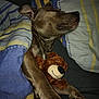 dog, sleeping, bed, blanket, plush_toy, teddy_bear, cozy, paw, resting, indoor, brown_dog, striped_blanket, comfort, cute, animal, pet, relaxation, snuggle, fur, canine