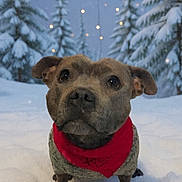 Tao participe au concours pour gagner de l'argent avec cette photo : dog, snow, winter, bandana, sweater, pine_trees, lights, outdoor, cute, pet, animal, cold, nature, holiday, festive, canine, portrait, fur, seasonal, scenery