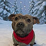 dog, snow, winter, bandana, sweater, pine_trees, lights, outdoor, cute, pet, animal, cold, nature, holiday, festive, canine, portrait, fur, seasonal, scenery