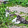 Roméo a rejoint le concours — aidez-le/la à gagner de superbes lots ! animal, bush, cat, closeup, curious, daylight, feline, grass, gravel, gray_cat, greenery, leaf, lying_down, nature, outdoor, peaceful, pet, plants, relaxed, white_cat