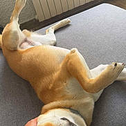 Volt a rejoint le concours — aidez-le/la à gagner de superbes lots ! dog, pet, couch, indoor, paw, fur, relaxed, happy, hand, affection, canine, brown, white, collar, nose, ear, floor, radiator, human, comfort