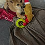 puppy, dog, toy, stuffed_toy, santa_hat, blanket, couch, indoor, pet, playful, cozy, fur, brown_dog, soft_toy, red, green, holiday, cute, animal, relaxing
