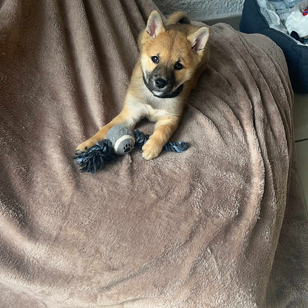 Volt a rejoint le concours — aidez-le/la à gagner de superbes lots ! beige, blanket, brown, cozy, curious, dog, domestic_animal, ears, floor, fur, indoor, lying_down, paw, pet, pet_bed, playful, puppy, soft, toy, young