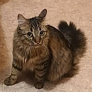 Perle a rejoint le concours — aidez-le/la à gagner de superbes lots ! abyssinian, angora, animal, cat, kitten, manx, pet