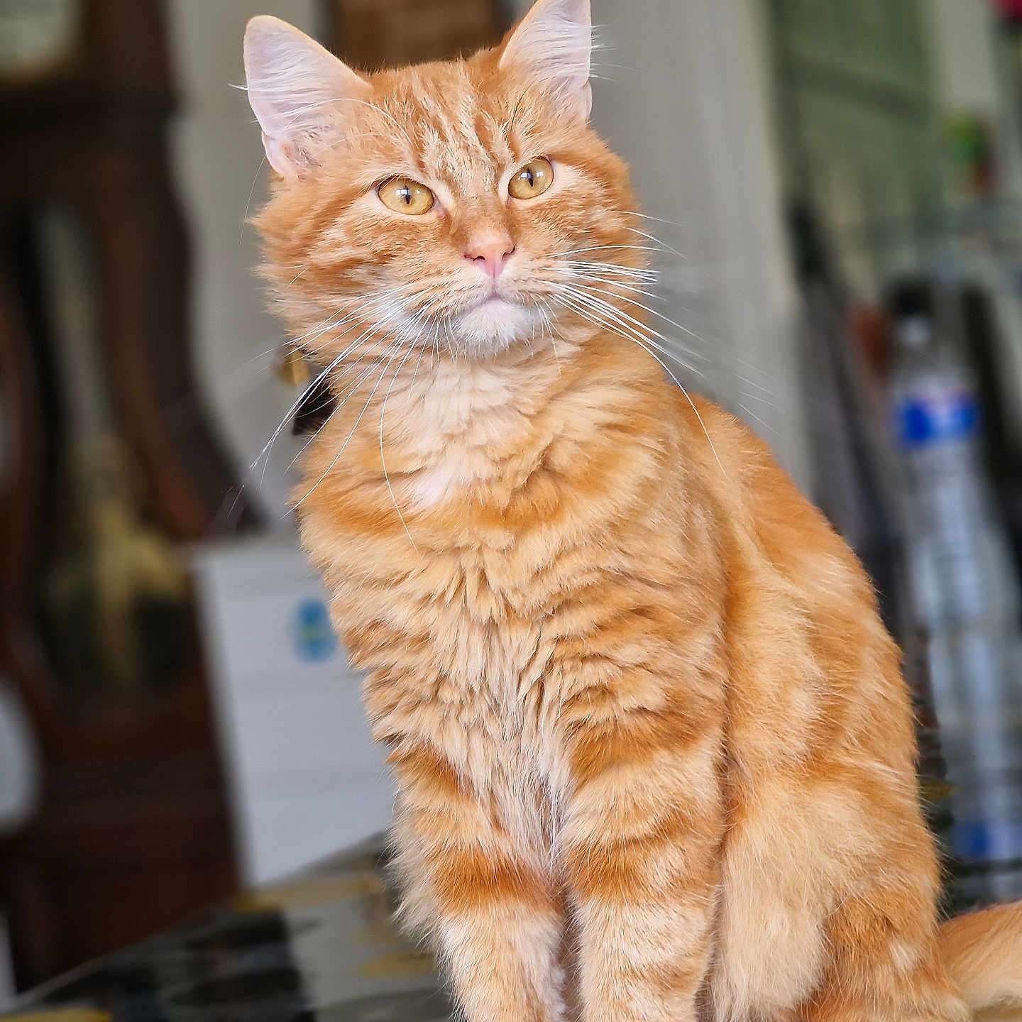 Boulette a rejoint le concours — aidez-le/la à gagner de superbes lots ! abyssinian, animal, cat, hardwood, kitten, manx, pet, plywood, wood