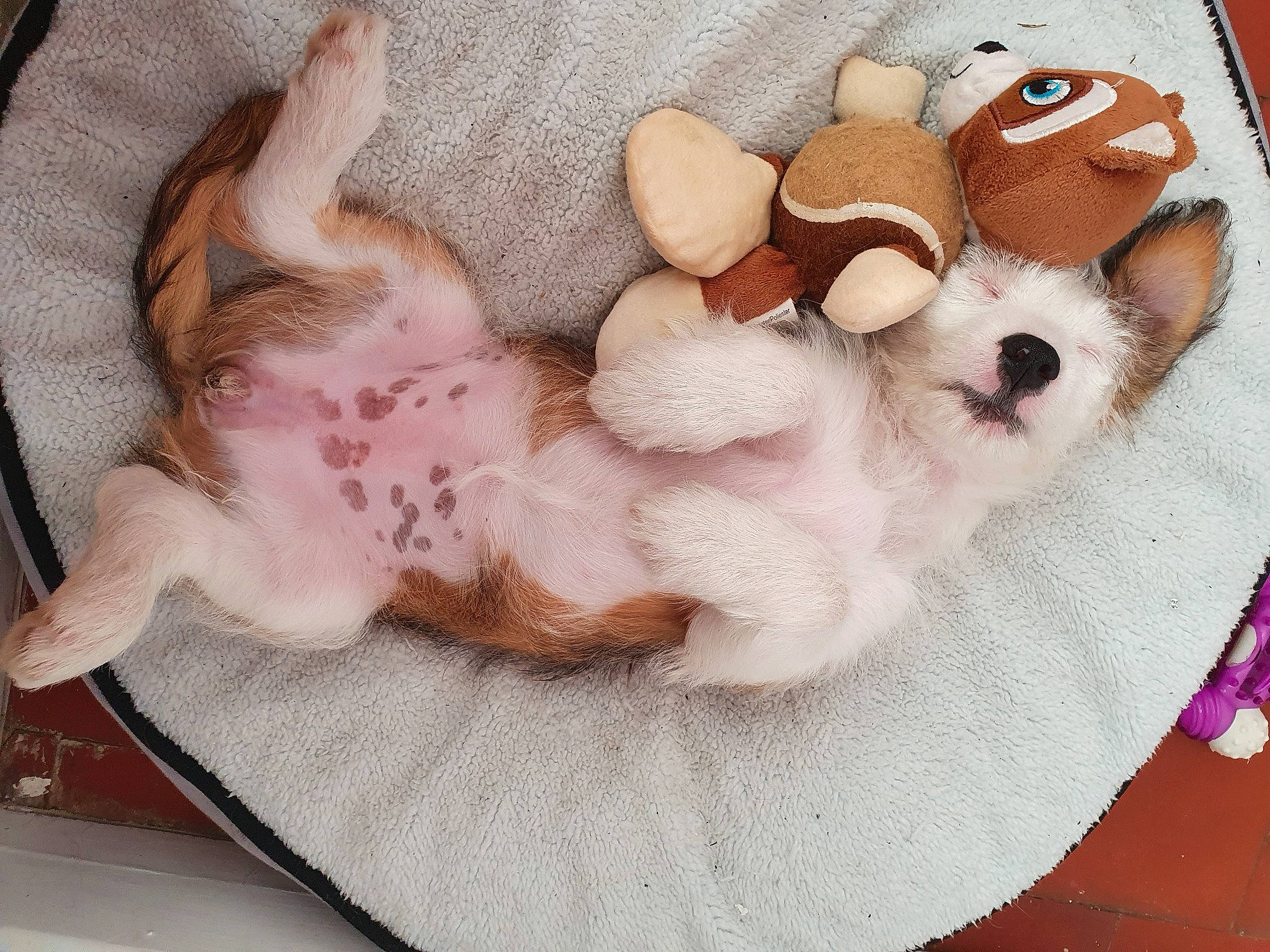 Kiara participe au concours pour gagner de l'argent avec cette photo : bed, bedding, canidae, carnivore, comfort, companion_dog, dog, dog_breed, fawn, felidae, fur, linens, paw, pink, small_to_medium_sized_cats, snout, stuffed_toy, tail, toy, whiskers