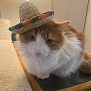 Larry Bird is registered to the contest to win money with this photo: cat, orange_cat, white_cat, sombrero, hat, fluffy, indoor, lamp, table, wooden_table, couch, pet, animal, feline, cute, cozy, domestic, portrait, sitting, closeup