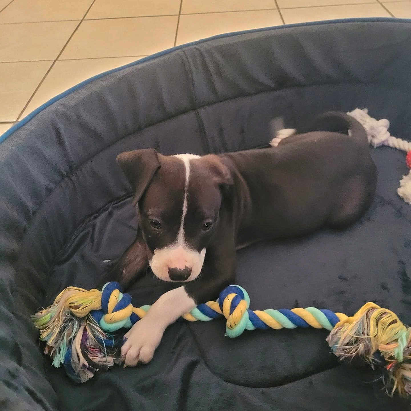 Aïka a rejoint le concours — aidez-le/la à gagner de superbes lots ! animal, black_and_white, canine, cute, dog, dog_bed, domestic_animal, floor_tiles, fur, indoor, lying_down, paws, pet, pet_bed, playful, puppy, resting, rope_toy, toy, young_dog