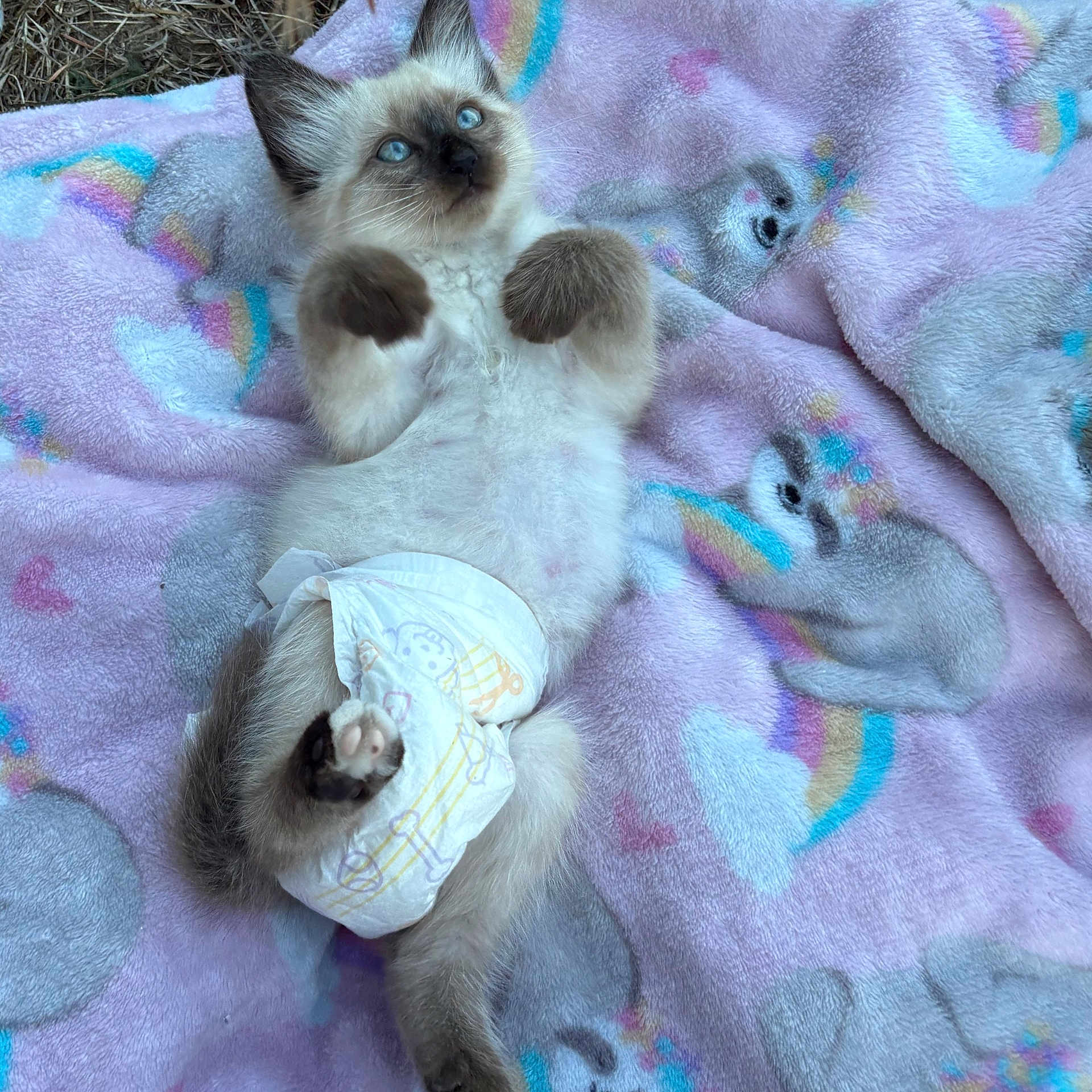 Persia is registered to the contest to win money with this photo: animal, baby_style, blanket, blue_eyes, cat, cozy, cute, diaper, fluffy, fur, indoor, kitten, lying_down, pastel_colors, paw, pet, playful, rainbow, sloth_pattern, soft_texture