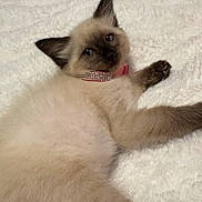 Persia is registered to the contest to win money with this photo: adorable, animal, blue_eyes, cat, collar, cute, domestic, feline, fluffy, indoor, kitten, lying_down, paw, pet, pink, resting, siamese, soft, white_blanket, young