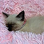 Persia joined the competition — help win amazing prizes! adorable, animal, cat, closeup, collar, cozy, cute, domestic_cat, fluffy, fur, indoor, kitten, mammal, peaceful, pet, pink_blanket, resting, rhinestone, sleeping, soft